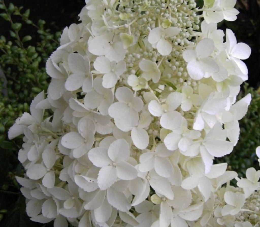 Rispenhortensie Dolly - Hydrangea paniculata Dolly