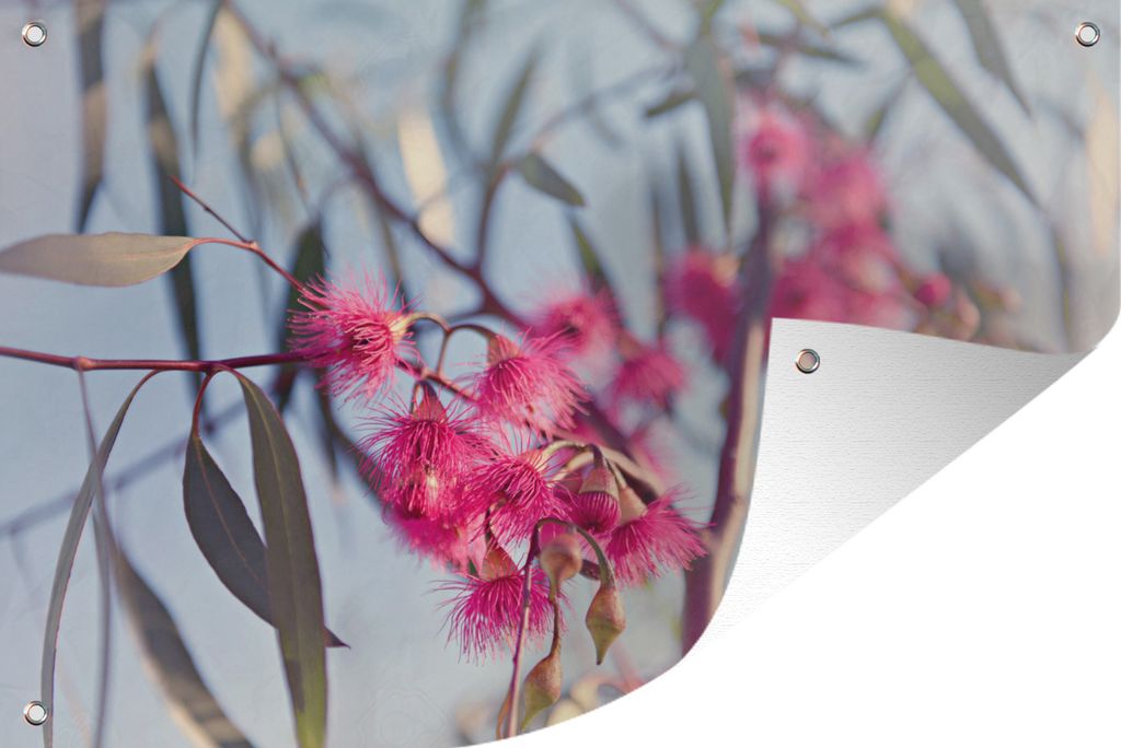 MuchoWow 90x60 cm Outdoor-Poster Gartendeko Sichtschutz Garten Poster für den Garten Rosa Eukalyptuszweige in einem Baum