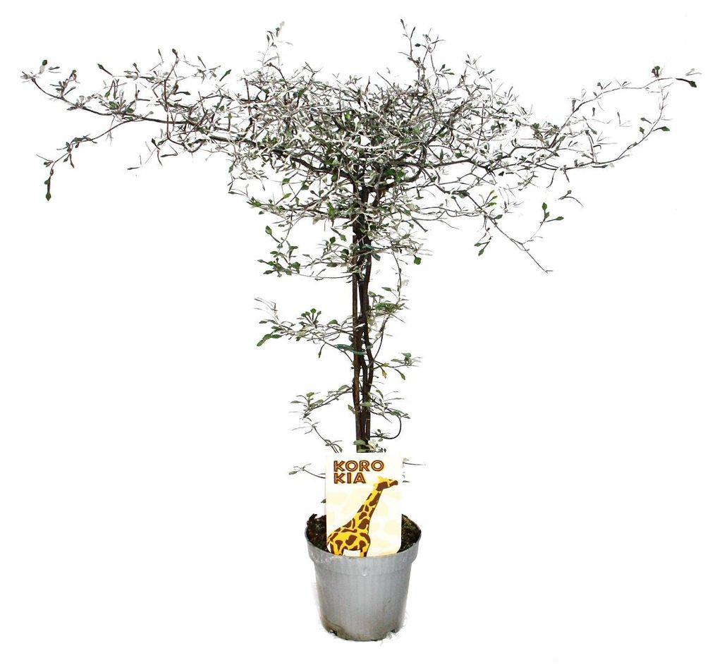 Corokia cotoneaster - Zick-Zack-Strauch - Schnurbaum Produktbild 