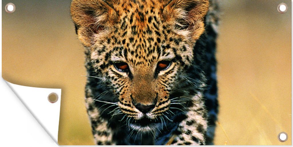 MuchoWow 60x30 cm Outdoor-Poster Gartendeko Sichtschutz Garten Poster für den Garten Leopard - Makro - Gras