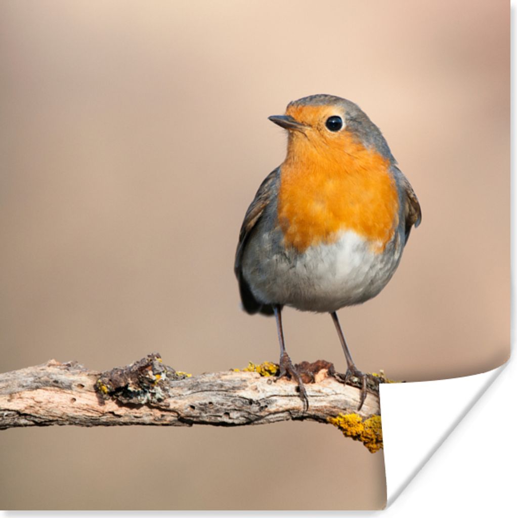 MuchoWow Poster Rotkehlchen - Vogel - Zweig - Tiere 30x30 cm - Wandposter - Printing