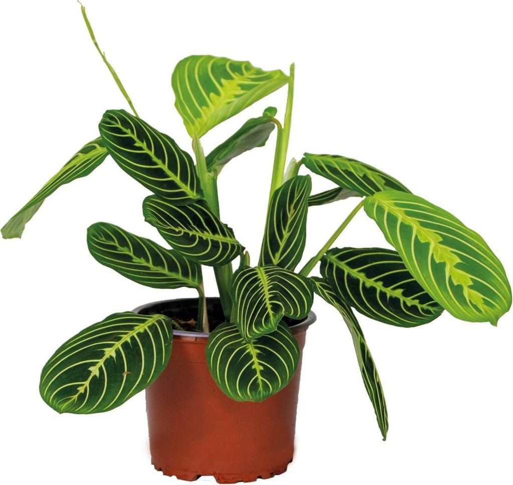 Bloomique - Maranta Lemon Lime - Plante priante - Plante Image du produit 