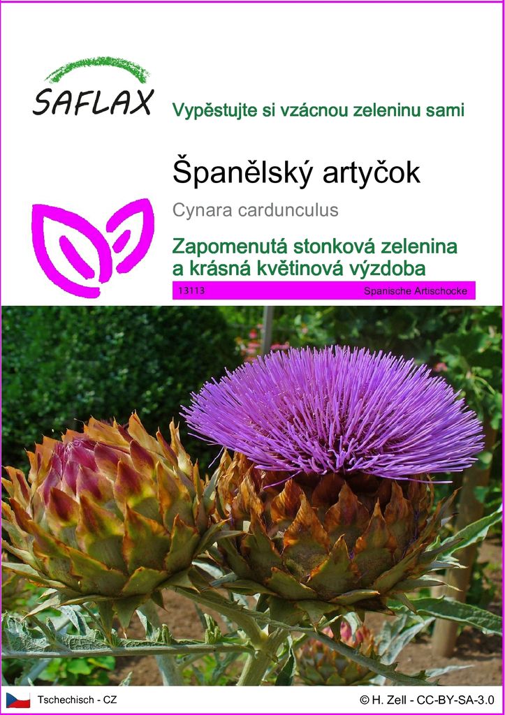 SAFLAX - Španělský artyčok - Cynara cardunculus - 50 Semena Obrázek produktu 