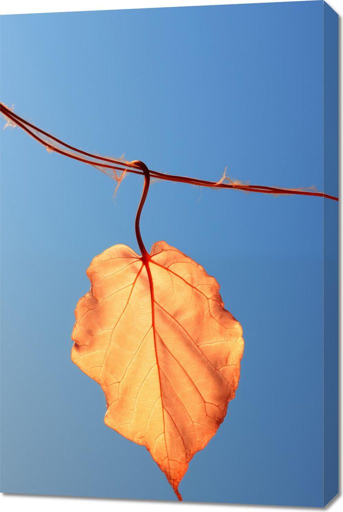 Bild 60x90cm Letztes Blatt