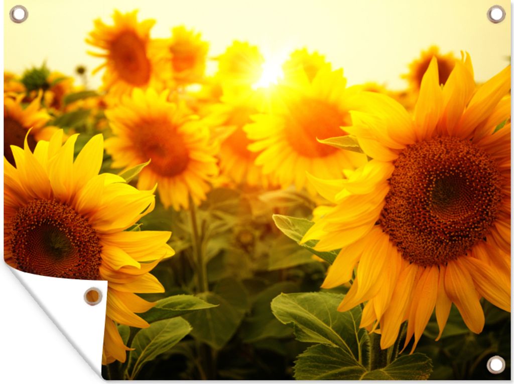 MuchoWow 120x90 cm Outdoor-Poster Gartendeko Sichtschutz Garten Poster für den Garten Sonnenblume - Gelb - Blumen - Sonne