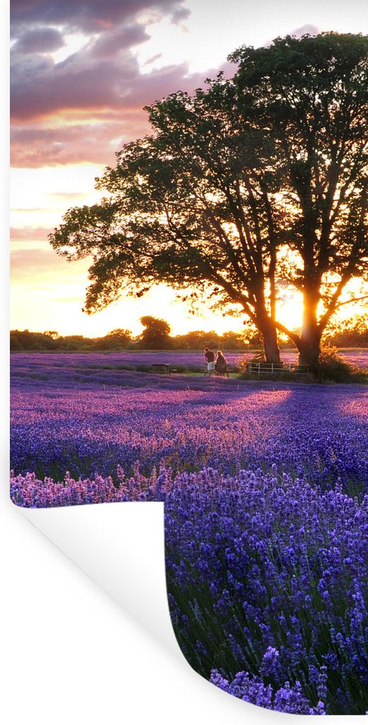 MuchoWow Wandtattoo Wandsticker Wandaufkleber Lavendelfelder in England bei Sonnenuntergang 60x120 cm Selbstklebend und Repositionierbar - Selbst...