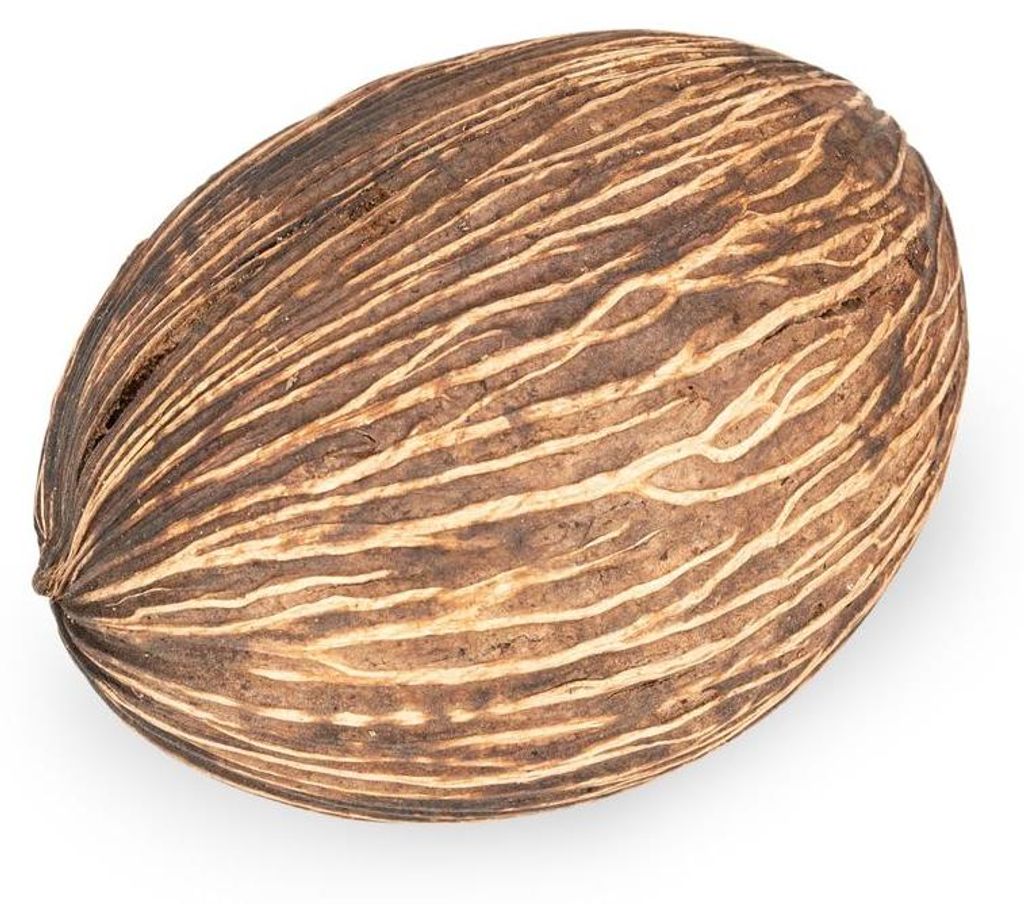 Mintola Ball natur 8-12cm Cerbera odollam Dekofrucht Produktbild 