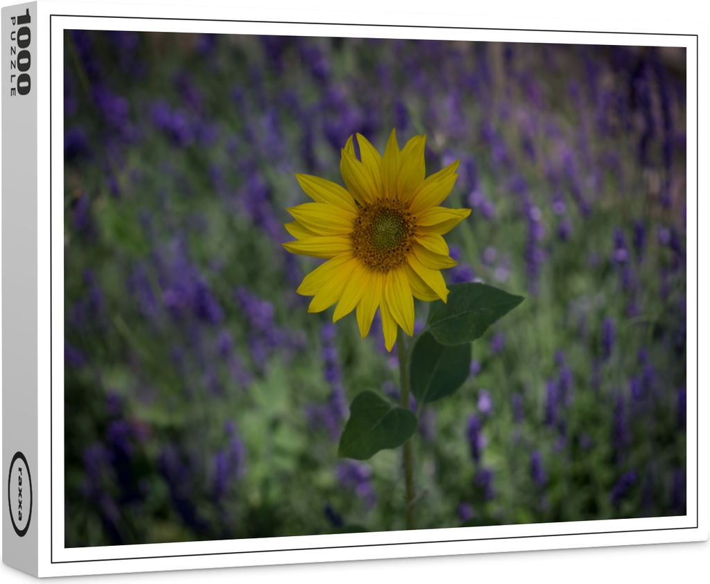 raxxa Premium-Puzzle "Sonnenblume", 1000 Teile Produktbild 