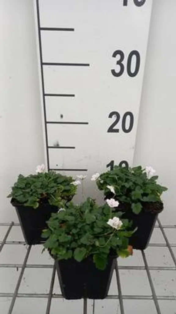 Fleurir une rocaille sèche : 6 Erodium reichardii Album - Bec de cigogne