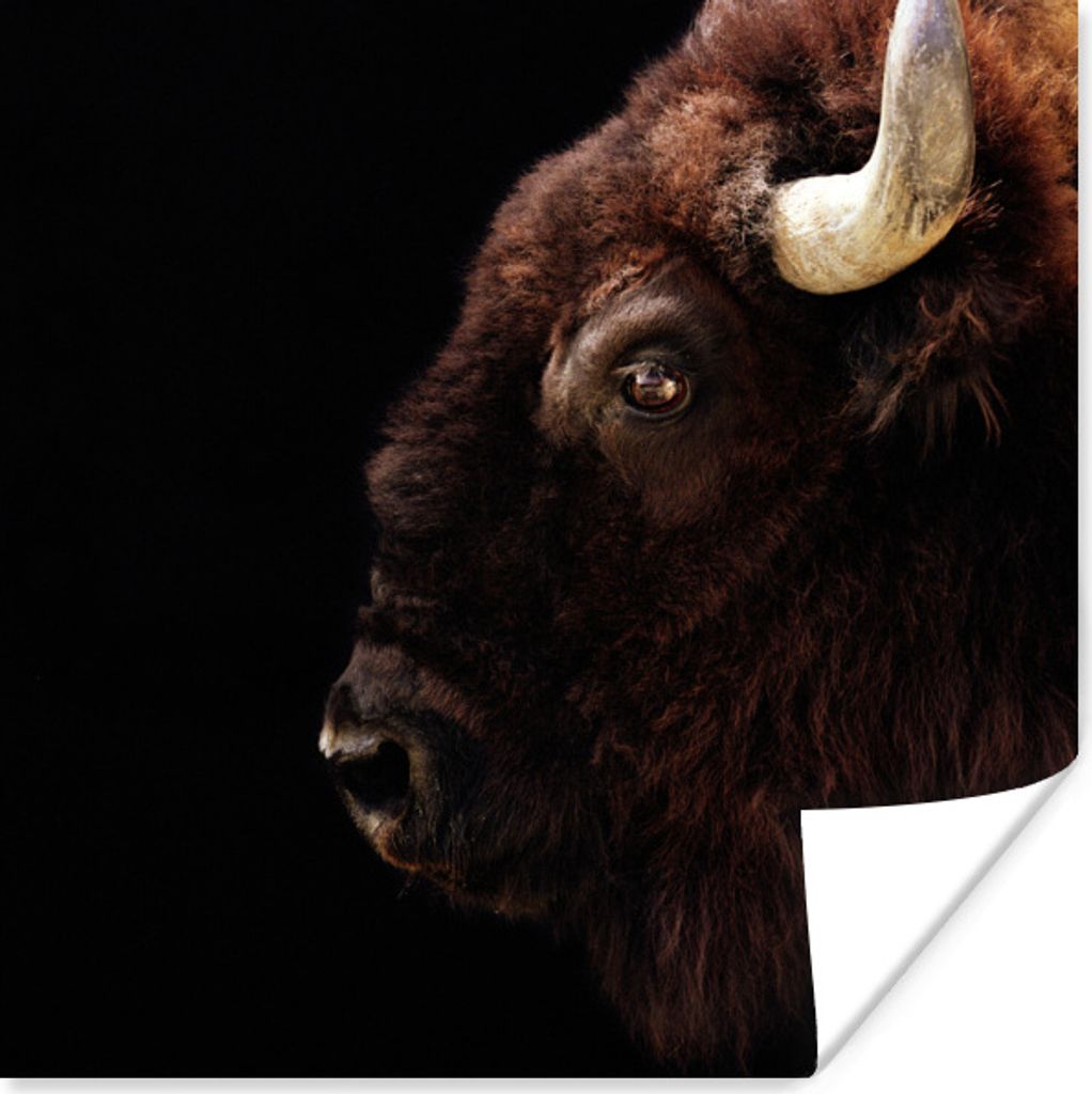 MuchoWow Poster Bison - Horn - Porträt 50x50 cm - Wohnzimmerdekoration