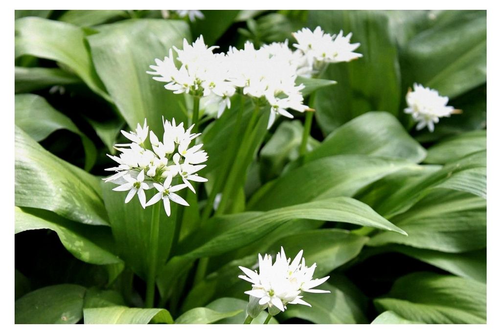 Allium ursinum - Bärlauch, weiß - wilder Knoblauch - heimisch - winterhart - Pflanze im 9er Topf
