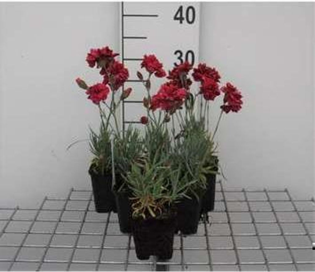 6 x Dianthus 'Heidi' - Nelke - Topf 9 x 9 cm