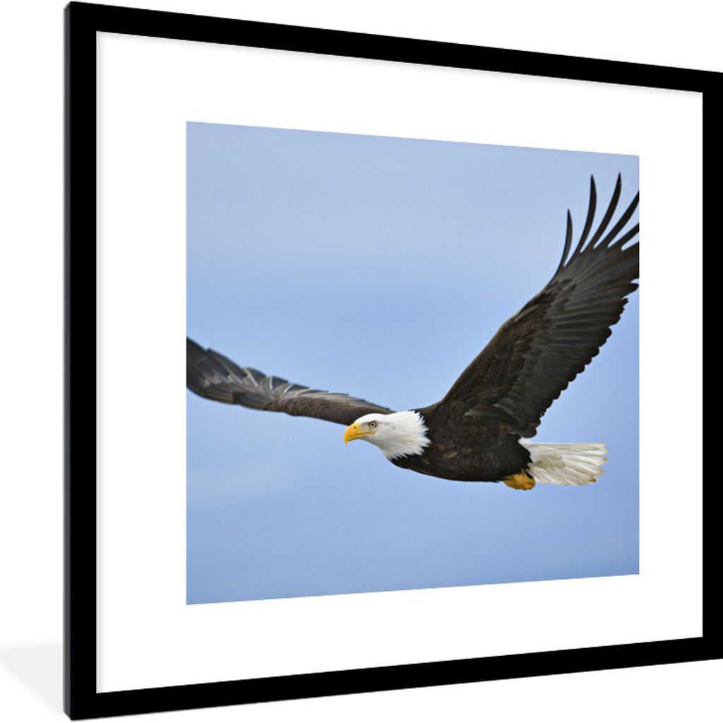 MuchoWow Gerahmtes Poster Ein fliegender Weißkopfseeadler 40x40 cm - Poster mit Schwarzem Bilderrahmen Wandposter Rahmen Foto Bilder - Poster - ...