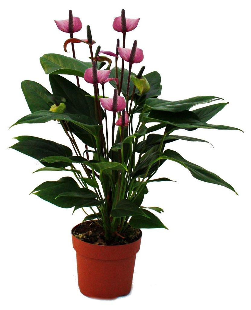 Flamingo kvetina "Lila Fiorino" fialová Anthurium andreanum Obrázek produktu 