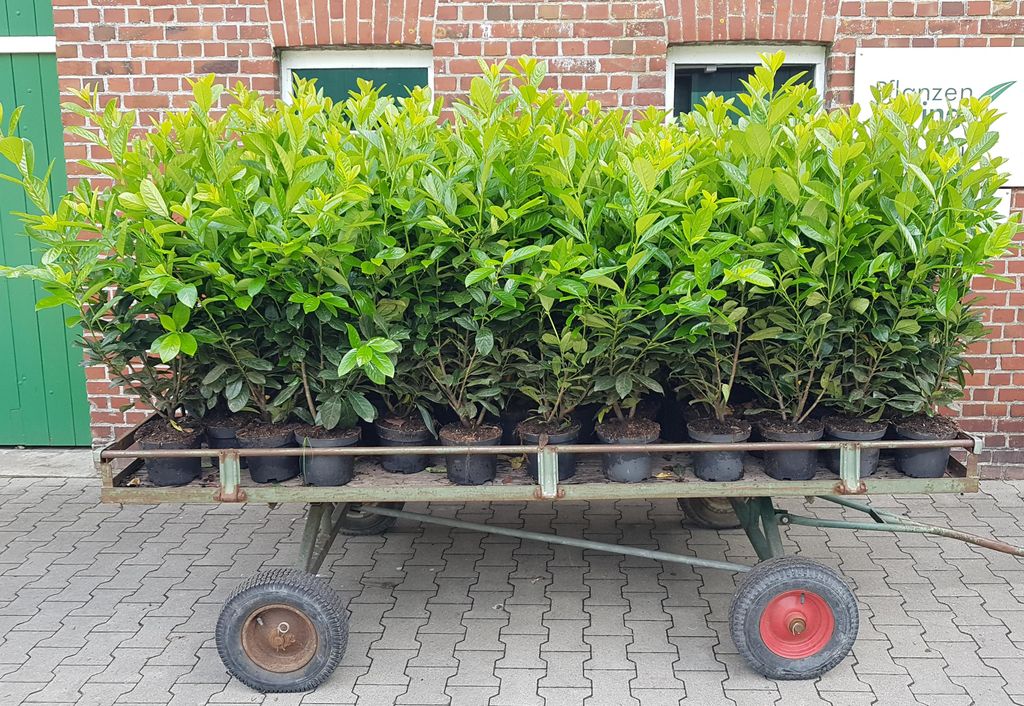 10 Kirschlorbeer- Pflanzen, Prunus laurocerasus Novita,