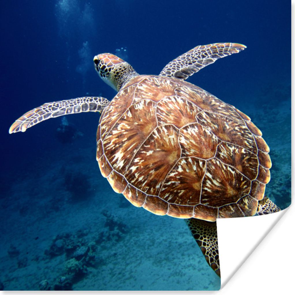 MuchoWow Poster Schildkröte Fotodruck 30x30 cm - Wandposter - Printing