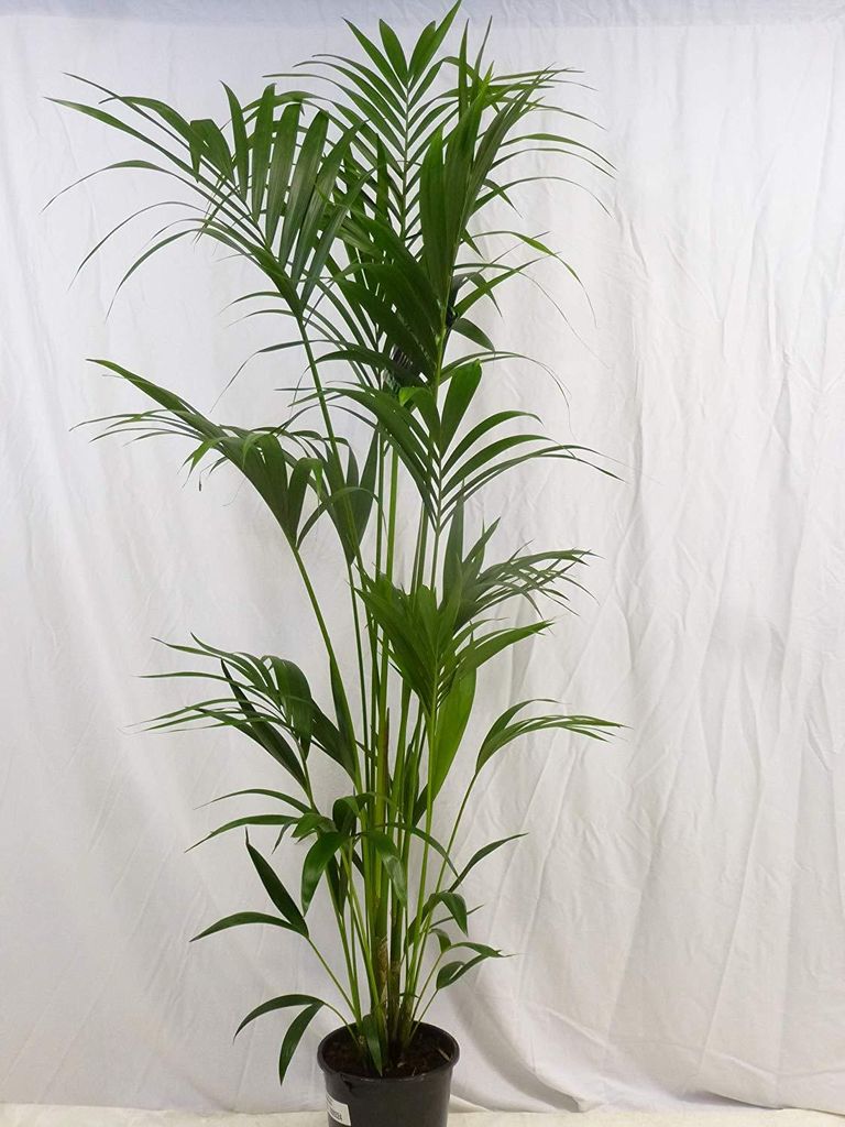 [Palmenlager] XL Howea forsteriana - Kentia Palme 180 cm // Produktbild 