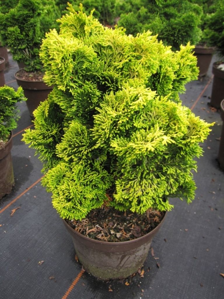 Chamaecyparis obtusa Nana Aurea - Gelbe Zwerg-Muschelzypresse - 25-30cm