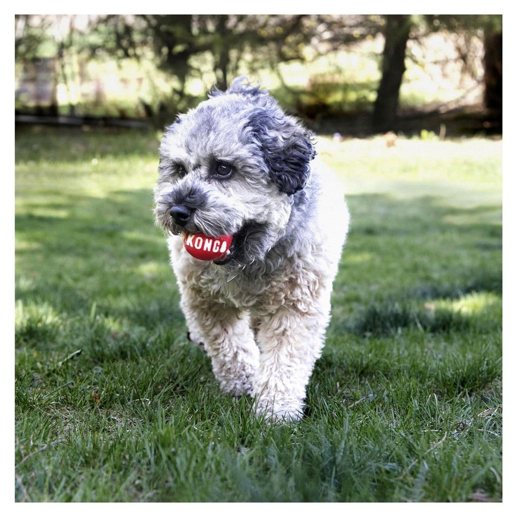 Signature Ball für Hunde - Robustes Apportierspielzeug - 2er-Pack - Groß