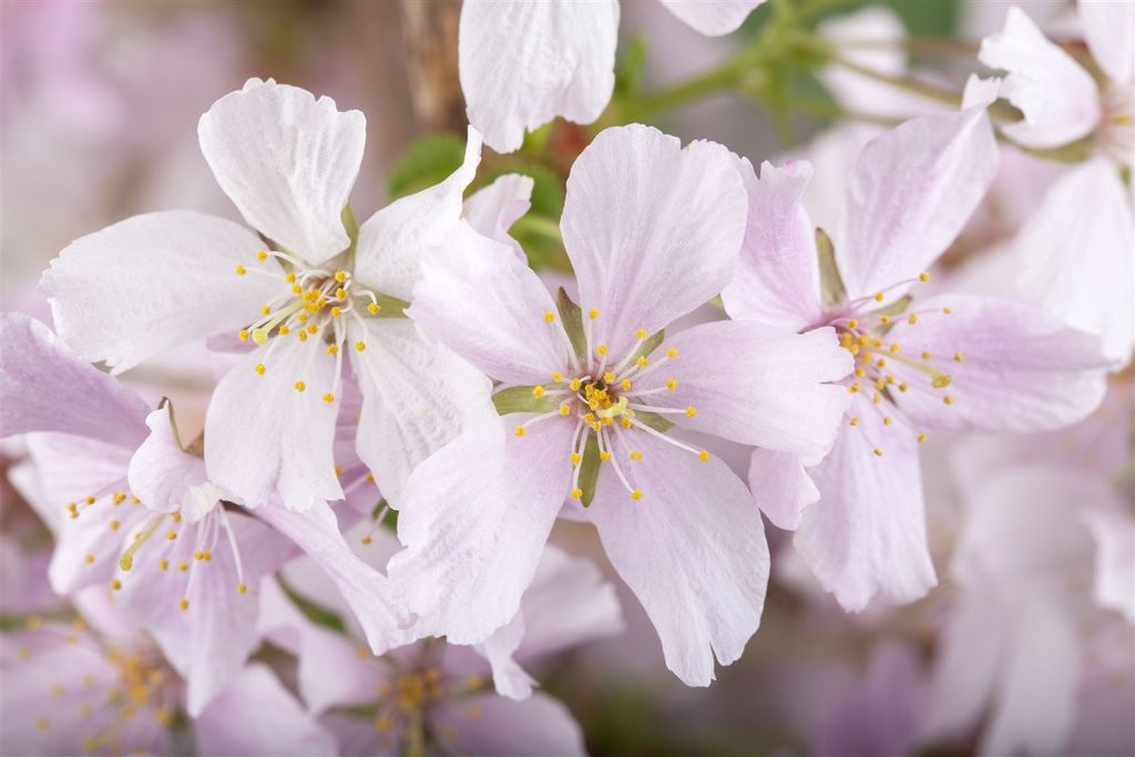 Prunus kurilensis 'Brillant', Zierkirsche, rosa Blüten, 40–60 cm
