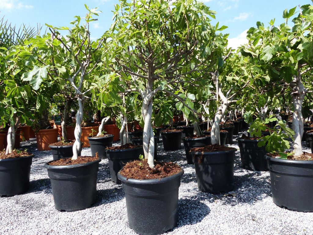 Feigenbaum - hell UND dunkel - in 1 Topf, Obstbaum, Produktbild 
