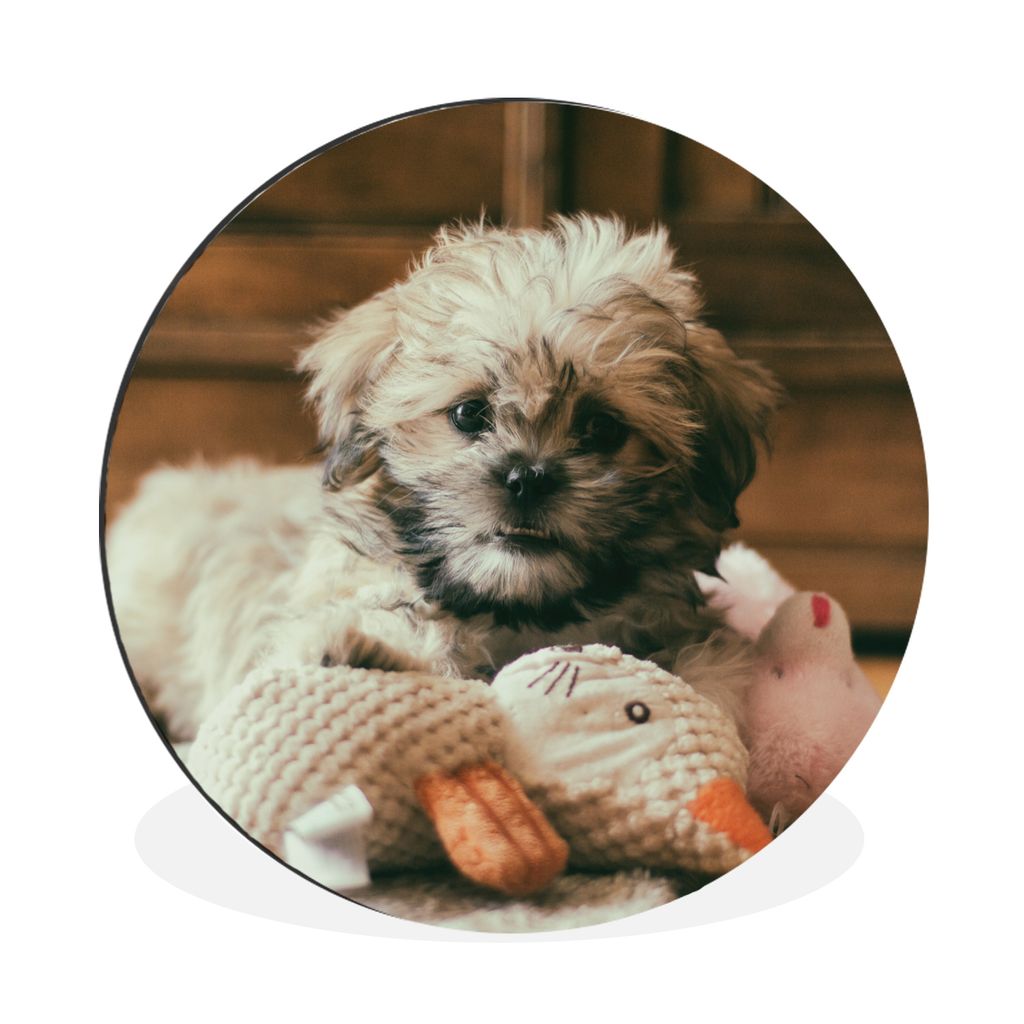 MuchoWow Aluminium Wandkreis Ein Shih Tzu-Hund, der auf dem Boden kuschelt Ø 90 cm Wanddeko Modern Wohnzimmer - Mauerkreis - Wandbilder - Runde ...