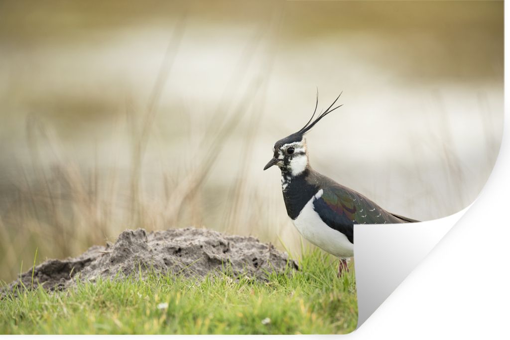 MuchoWow Wandtattoo Wandsticker Wandaufkleber Vogel - Gras - Tiere - Natur - Kiebitz 120x80 cm Selbstklebend und Repositionierbar - Selbstklebend...