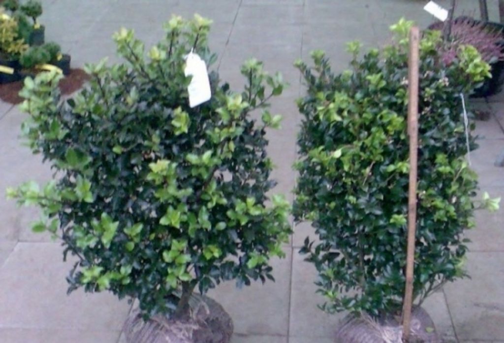 Ilex meserveae Heckenstar EU - Amerikanische Stechpalme Heckenstar EU