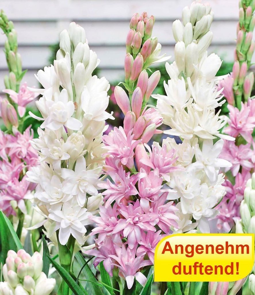 BALDUR Garten 3er Duft-Tuberose 'The Pearl & Pink Saphier', Produktbild 