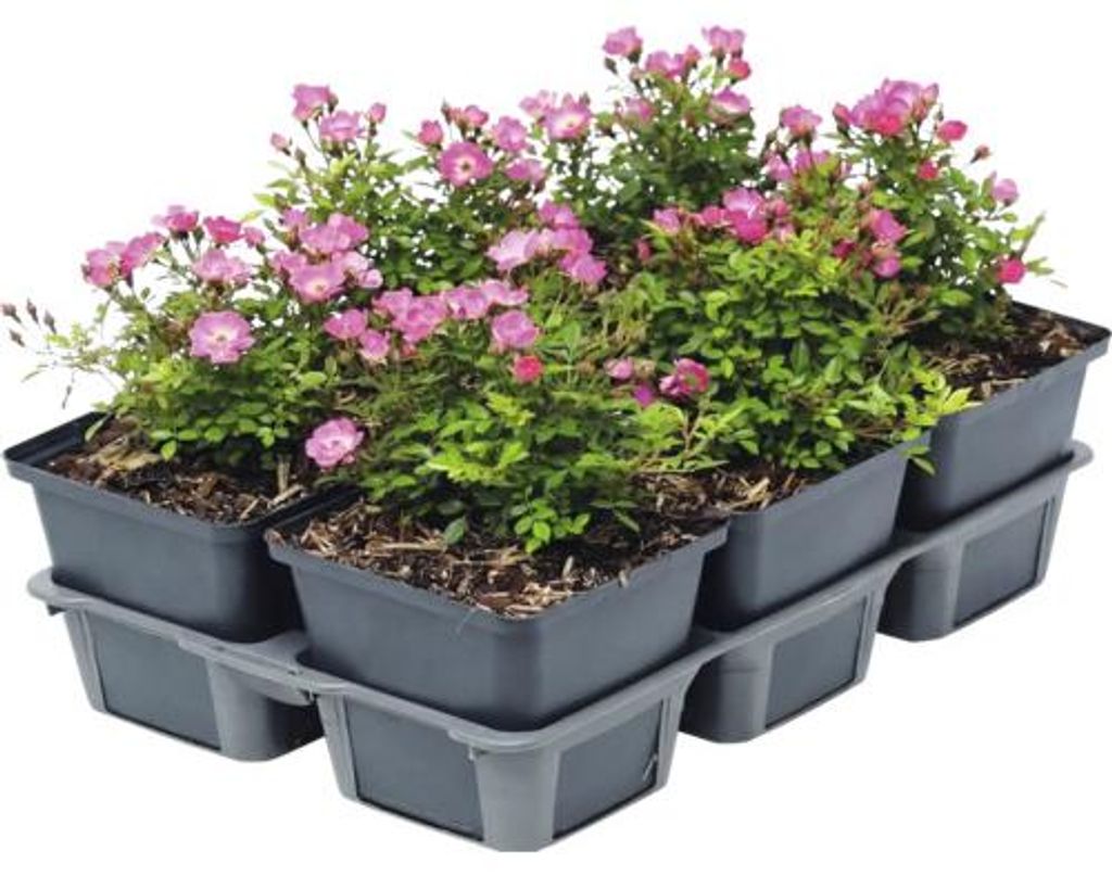 Růže zakrslá beztrnná FloraSelf Rosa 'Cutie Pie' 6 ks Obrázek produktu 