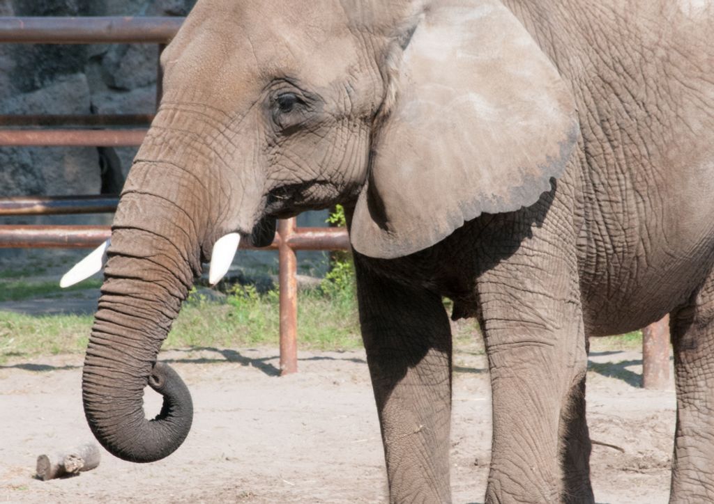 hansepuzzle 87111 - Elefant Puzzle, 260 Teile, Tierwelt, 41,0 x 28,0cm mit hochwertiger Aufbewahrung, Kartonbox und wiederverschließbarem Beutel