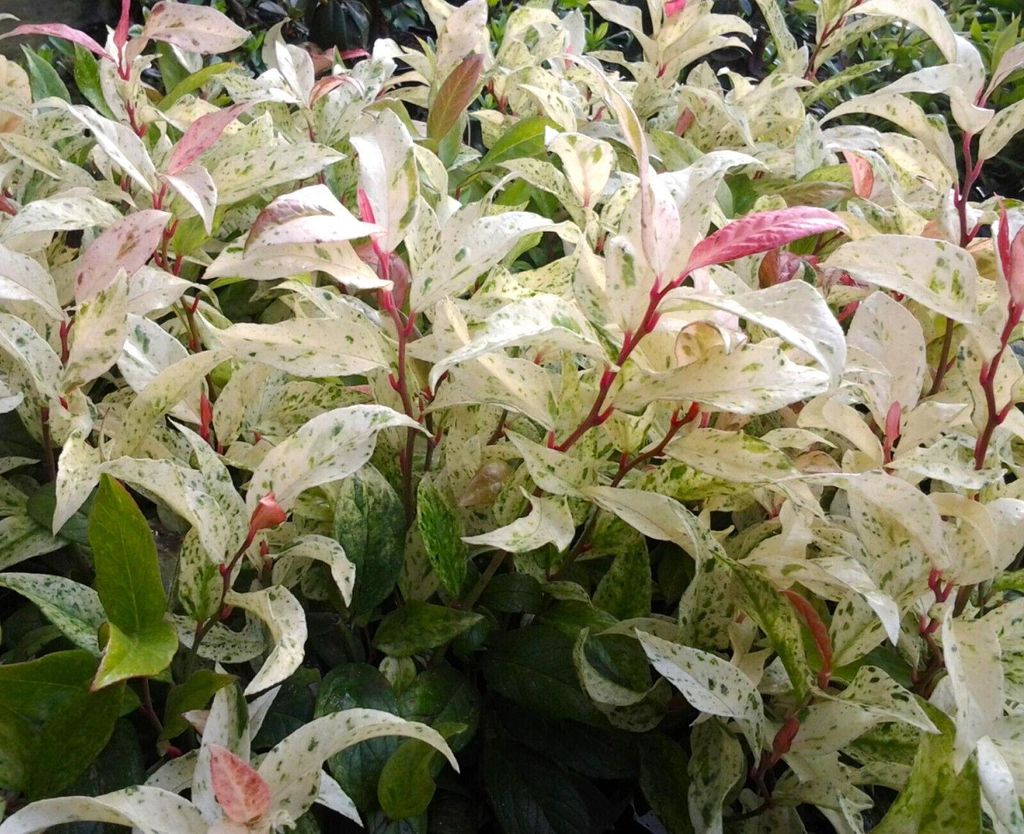 Traubenheide - Leucothoe Hokuspokus Walteri - 15 - 20 cm