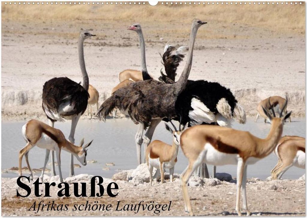 Strauße. Afrikas schöne Laufvögel (Wandkalender 2026 DIN A2 quer), CALVENDO Monatskalender