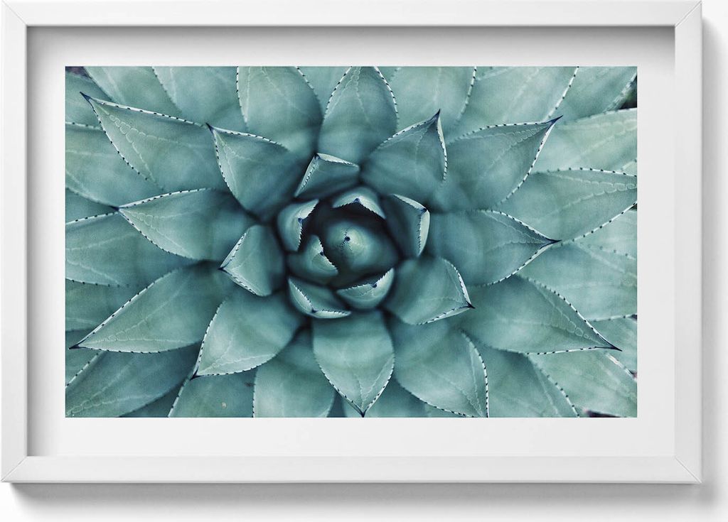 Grüne sukkulente Pflanze– Wandbild mit Rahmen – Gerahmtes Bild – Wanddekoration – 60x40 cm – Schwarz Rahmen