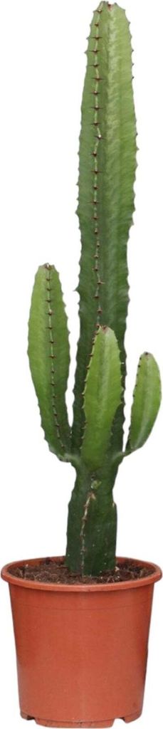 Trendyplants - Euphorbia Acrurensis - Kaktus - Výška 40-60 Obrázok produktu 