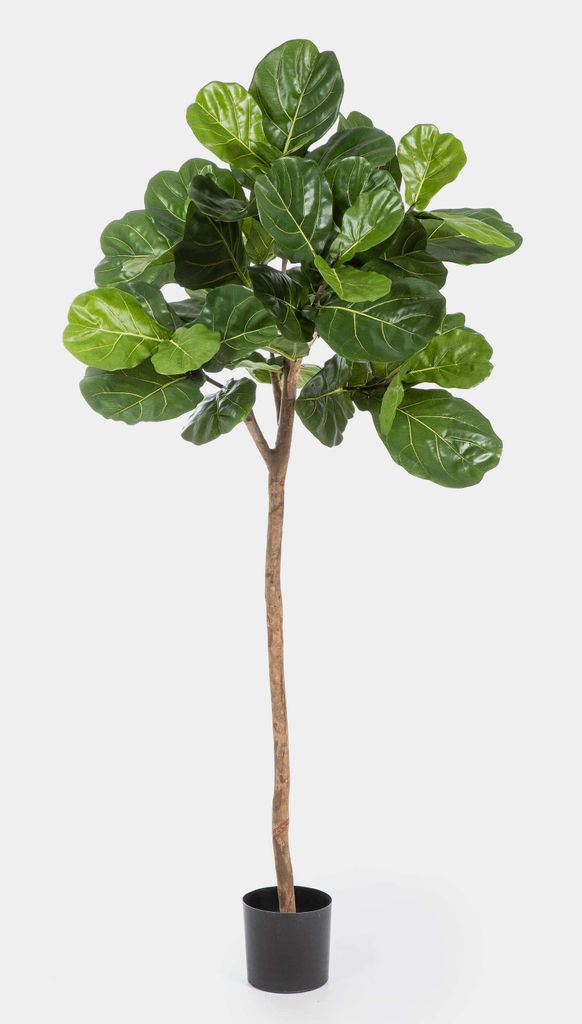 artplants.de Deko Ficus Lyrata ADERITO, Echtstamm, grün, 200cm - Künstliche Grünpflanze