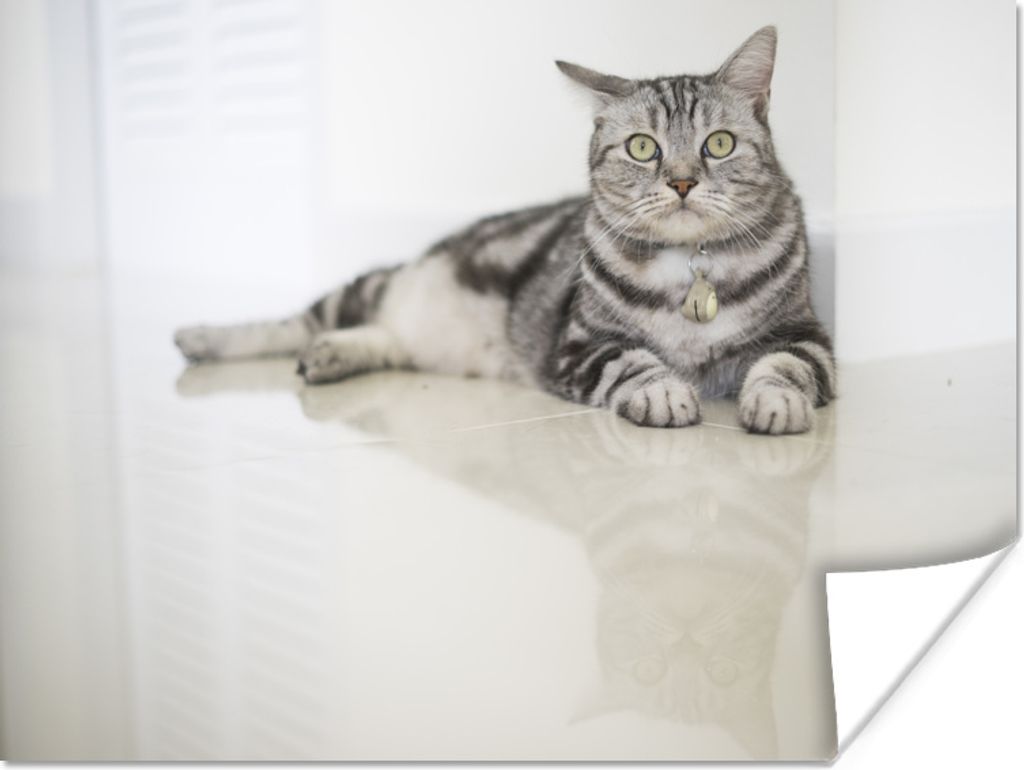 MuchoWow Poster Gestreifte American Shorthair 120x90 cm - Wandbild