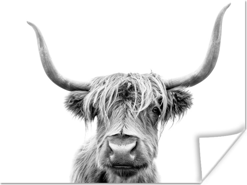 MuchoWow Poster Schottischer Highlander - Kuh - Schwarz - Weiß 160x120 cm - Foto Plakat
