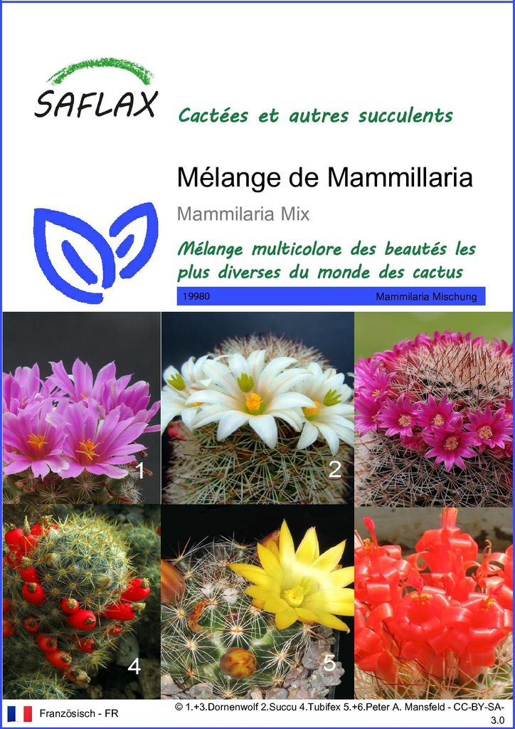 SAFLAX  - Mélange de Mammillaria - 40 graines - Mammilaria Image du produit 