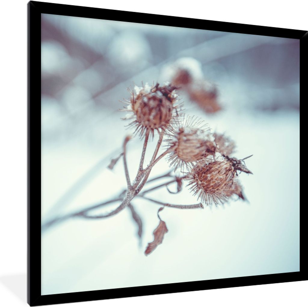 MuchoWow Gerahmtes Poster Pflanzen - Winter - Schnee - Natur 40x40 cm - Poster mit Schwarzem Bilderrahmen Wandposter Rahmen Foto Bilder - Mit Rah...