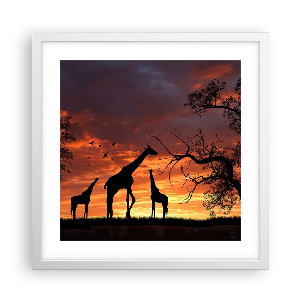 Gerahmtes Poster - Weißer Rahmen - Giraffe Afrika Sonne Safari - 40x40 cm - Wand Bild - Wanddeko - Wandbilder - Wandposter - Bilderrahmen - Bilder...