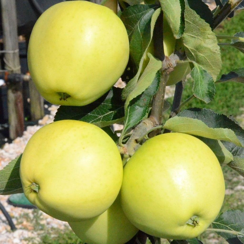 Several yellow apples are growing on a tree branch with green leaves.
