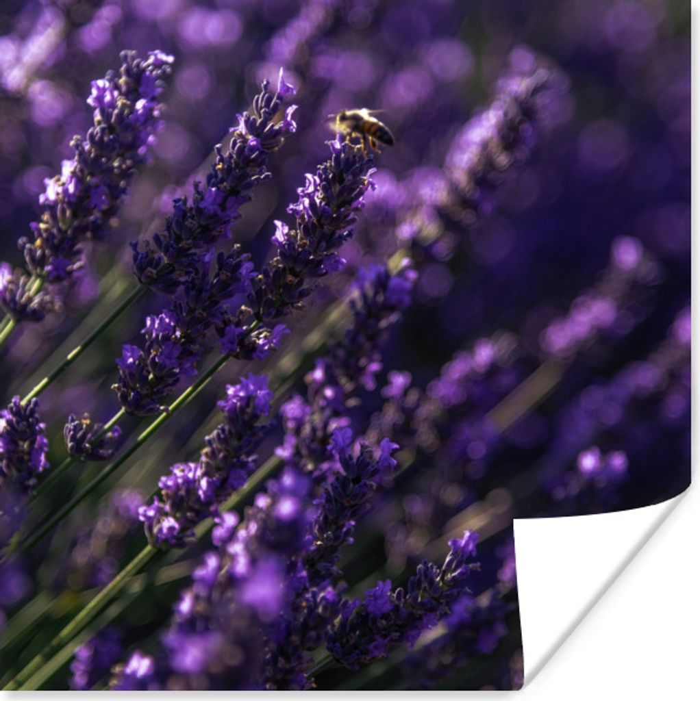 MuchoWow Poster Nahaufnahme von Lavendel mit Biene 75x75 cm - Wand Dekoration