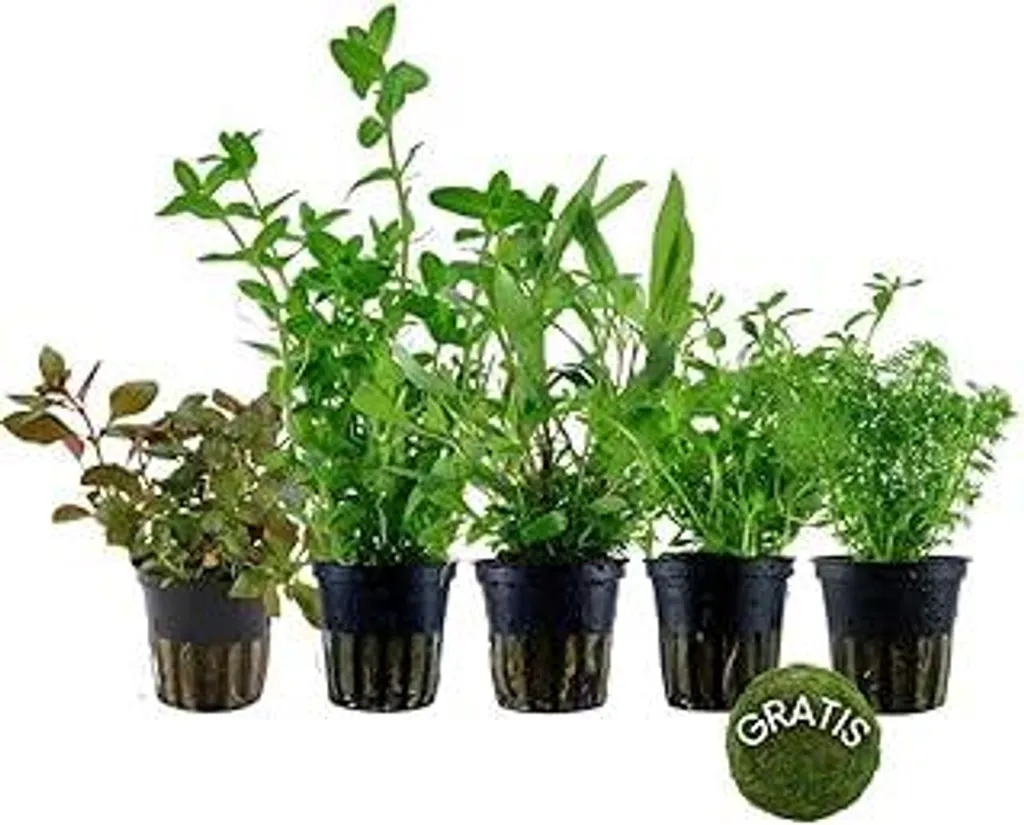 AquaOne Piante per acquari I 5 piante acquatiche I Piante per acquari anti-alghe I Bacopa a crescita rapida Hygrophila Ludwigia Limnophila più pallina di muschio I Set anti-alghe