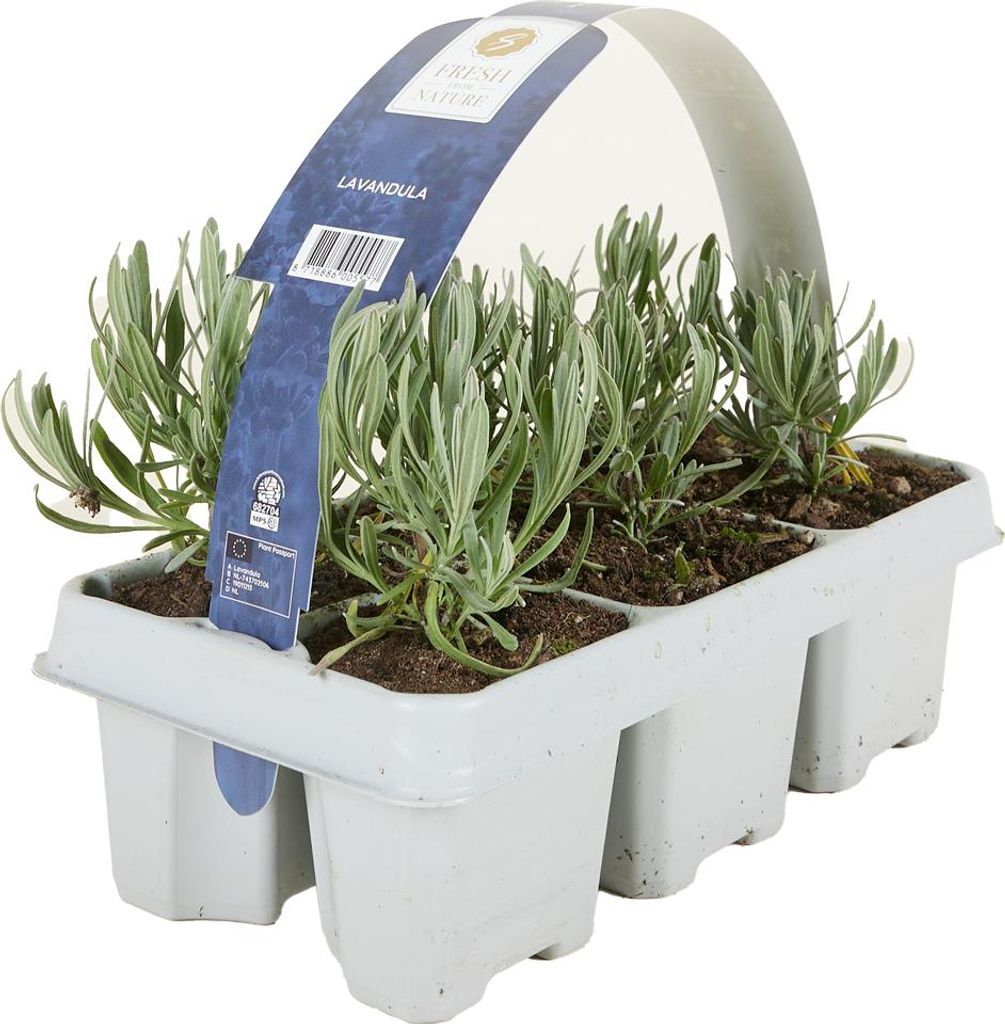 Bloomique - Zestaw 6 sztuk - Lavandula Angustifolia 'White' Zdjęcie produktu 