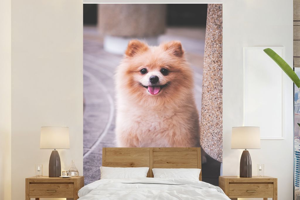 MuchoWow Fototapete für Wohnzimmer oder Schlafzimmer Wandtapete Vinyl Motivtapete Pomeranian auf der Straße - 155x240 cm - Tapete