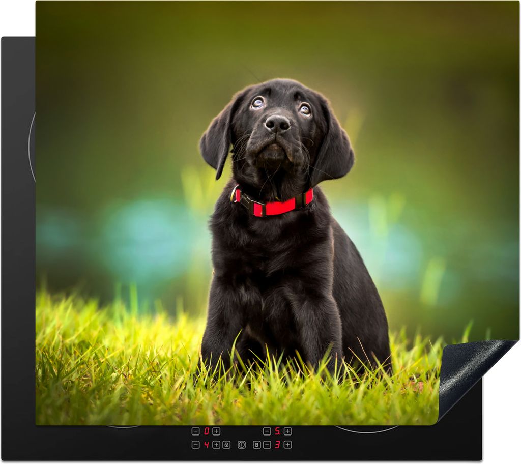 KitchenYeah Herdabdeckplatte Ein schwarzer Labrador Retriever schaut auf , 59x51cm, Küche Deko, Glaskeramikfeld Herdabdeckung, Abdeckplatte fùr...