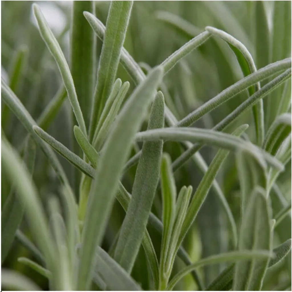 Lavande vraie rustique et parfumée lot de 6 plantes faciles entretien