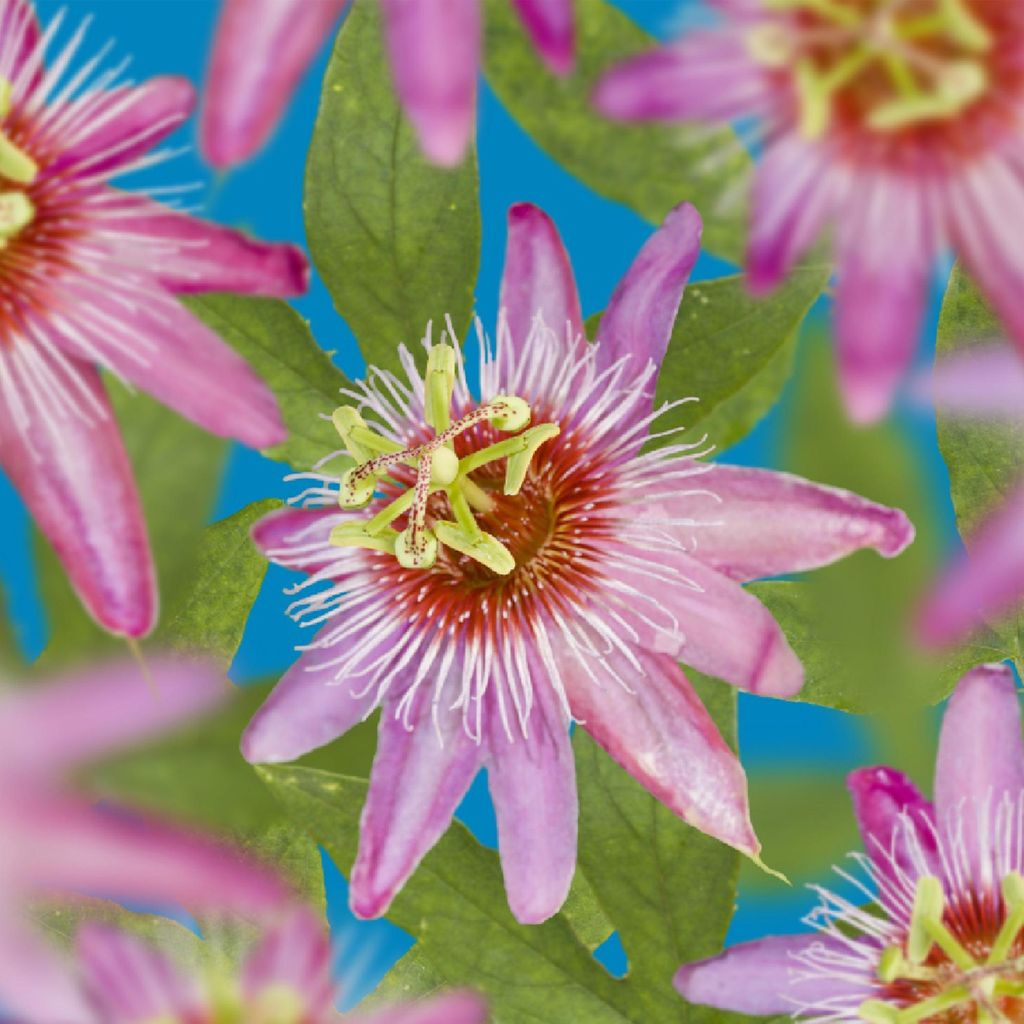 Passionsblume Passiflora Anastasia – 2 Pflanzen 11cm – ca. 40cm hoch – Exotische Kletterpflanze mit rosa Blüten – Pflegeleicht & dekorativ