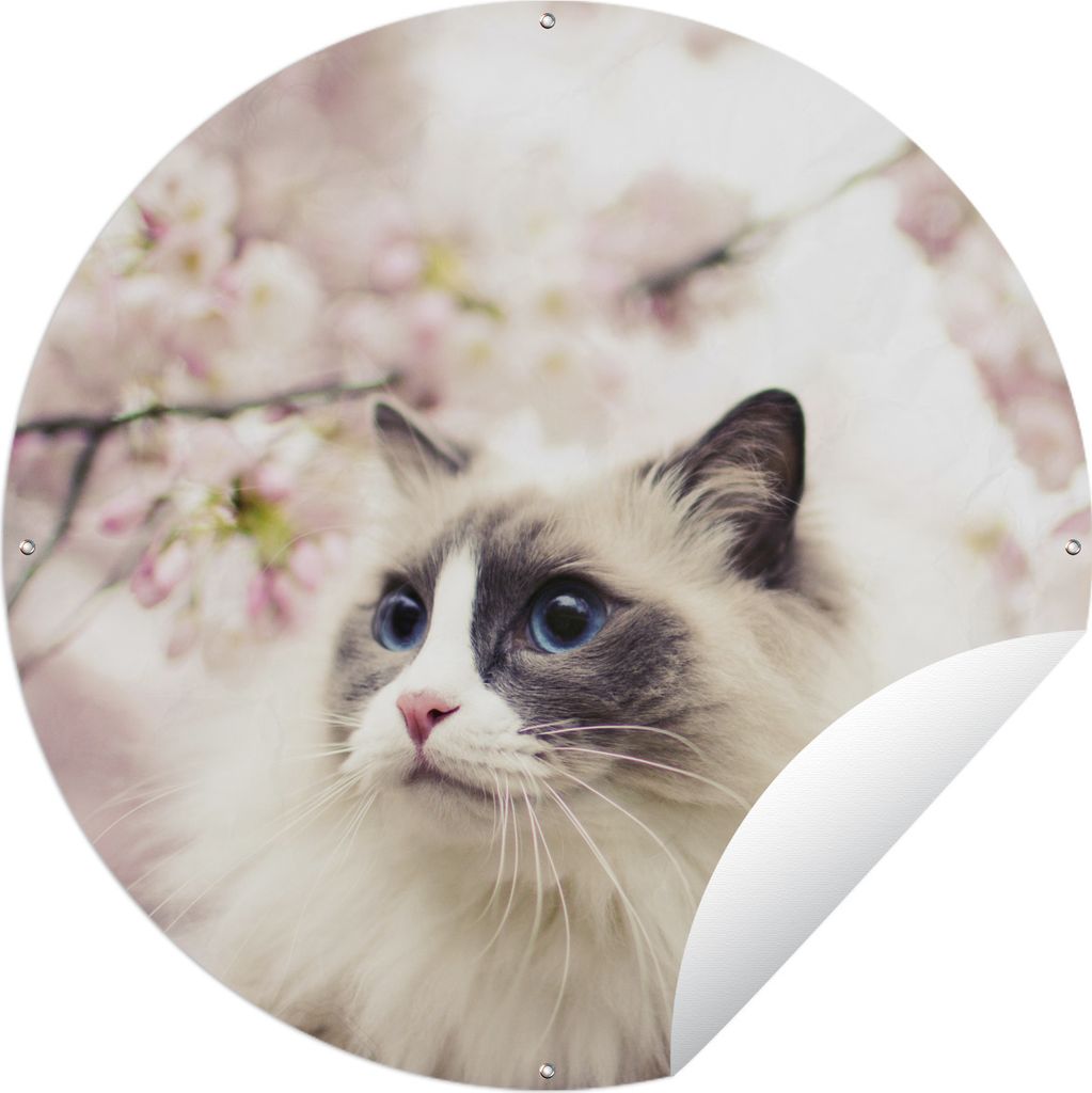 MuchoWow Gartenposter Outdoor-Poster Rund Sakura - Katze - Farben Ø 60 cm Gartendeko Rundes Poster draußen